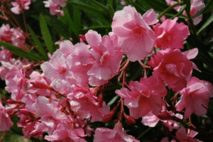 oleander 1