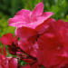 oleander 3