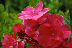 oleander 3