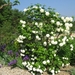 Photo 007