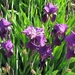 Photo 016