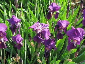 Photo 016