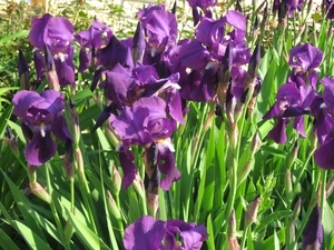 Photo 017