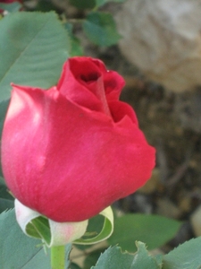 Photo 019