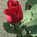 Photo 020