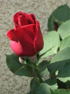 Photo 020