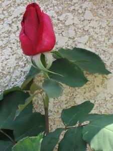 Photo 021