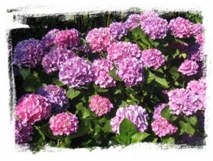 IMG_0898_small