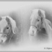 Twee Haflinger pony's