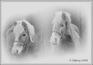 Twee Haflinger pony's