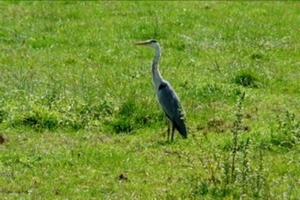 REIGER IN GRASLAND