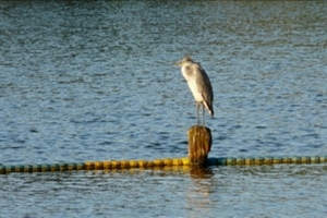 REIGER IN WATERPARK