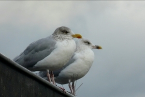 MEEUWEN OOSTENDE