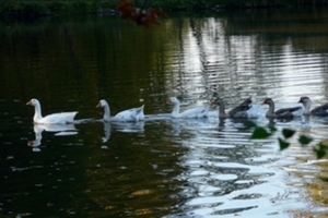 EENDEN KANAAL