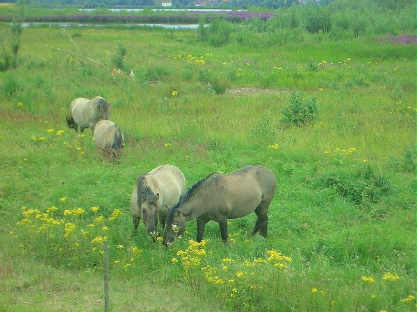 14-Wintam, het noordeiland (natuurreservaat)