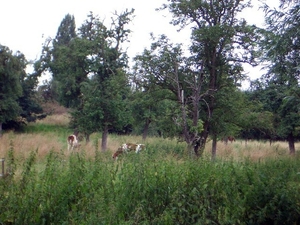 38-weiland langs de wandelweg Rupelmonde-Bazel