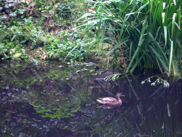 51-alle eendjes zwemmen in het water ....