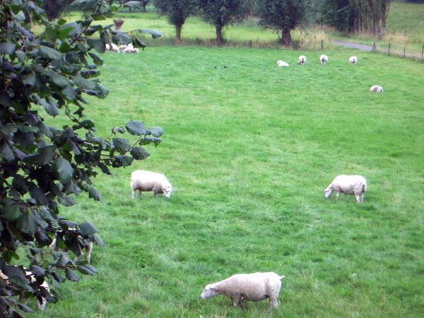 87- wandelweg (Schelle)