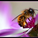 Macro1