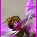 Macro2