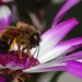 Macro4
