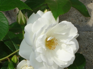 Witte rozenstruik