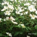 roos White Fleurette ' 3