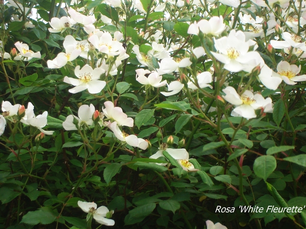 roos White Fleurette ' 3