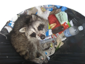 Een wasbeertje in een vuilnisbak.