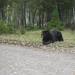 Een zwarte beer in de echte natuur niet zo rustig als hij mensen 