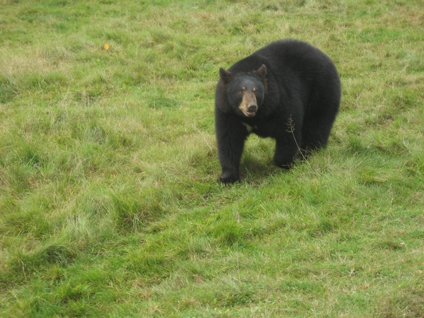 Hoho, de beer was ons dan toch gevolgd.