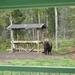 Een bison bij een etensbak.