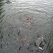 Grote vissen (karpers) in het riviertje