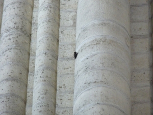 2009_08_23 052 Laon - kathedraal binnen - vleermuis