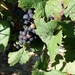 2009_08_24 009 omgeving Champillon - wijngaarden - druiven