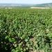 2009_08_24 011 omgeving Champillon - wijngaarden - uitzicht wijng