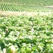 2009_08_24 019 omgeving Champillon - wijngaarden - uitzicht wijng