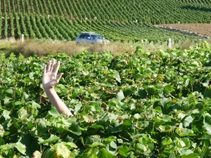 2009_08_24 020 omgeving Champillon - wijngaarden - uitzicht wijng