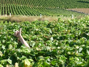 2009_08_24 021 omgeving Champillon - wijngaarden - uitzicht wijng
