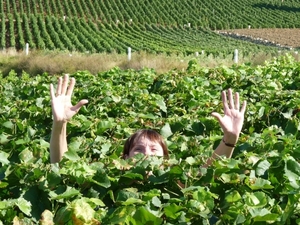 2009_08_24 023 omgeving Champillon - wijngaarden - uitzicht wijng