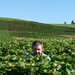 2009_08_24 030 omgeving Champillon - wijngaarden - uitzicht wijng