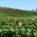2009_08_24 031 omgeving Champillon - wijngaarden - uitzicht wijng