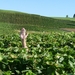 2009_08_24 033 omgeving Champillon - wijngaarden - uitzicht wijng