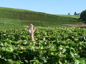 2009_08_24 033 omgeving Champillon - wijngaarden - uitzicht wijng