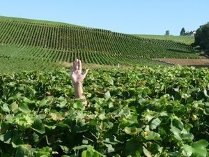 2009_08_24 034 omgeving Champillon - wijngaarden - uitzicht wijng