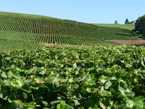 2009_08_24 035 omgeving Champillon - wijngaarden - uitzicht wijng