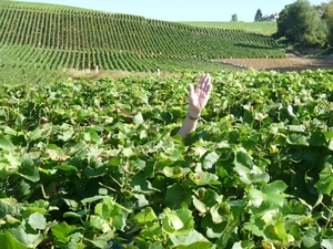 2009_08_24 036 omgeving Champillon - wijngaarden - uitzicht wijng