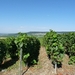2009_08_24 037 omgeving Champillon - wijngaarden - uitzicht wijng