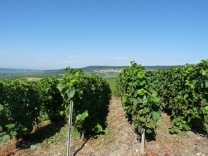 2009_08_24 037 omgeving Champillon - wijngaarden - uitzicht wijng