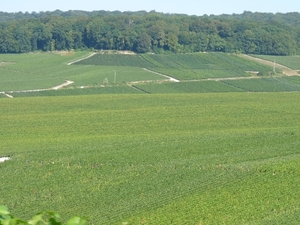 2009_08_24 041 omgeving Champillon - wijngaarden - uitzicht wijng